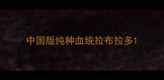 中国版纯种血统拉布拉多