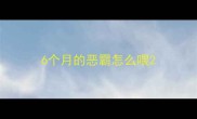 6个月的恶霸怎么喂