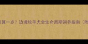 边牧狗多少个月算一岁边境牧羊犬全生命周期饲养指南附成长阶段表