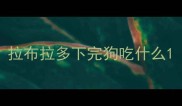 拉布拉多下完狗吃什么