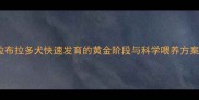 拉布拉多犬快速发育的黄金阶段与科学喂养方案