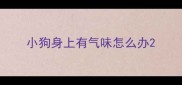 小狗身上有气味怎么办