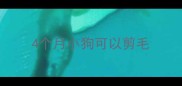 4个月小狗可以剪毛