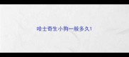 哈士奇生小狗一般多久