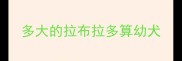 多大的拉布拉多算幼犬