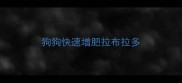 狗狗快速增肥拉布拉多