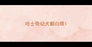 哈士奇幼犬翻白眼
