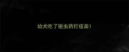 幼犬吃了驱虫药打疫苗
