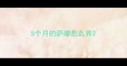 5个月的萨摩怎么养