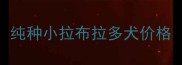 纯种小拉布拉多犬价格