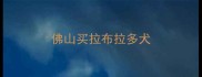 佛山买拉布拉多犬