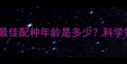 边境牧羊犬公犬最佳配种年龄是多少科学饲养指南必看