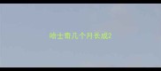 哈士奇几个月长成