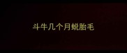 斗牛几个月蜕胎毛