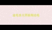 金毛多大开始有边毛