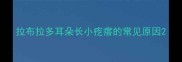 拉布拉多耳朵长小疙瘩的常见原因