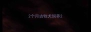 2个月古牧犬饲养