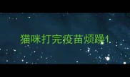 猫咪打完疫苗烦躁