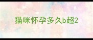 猫咪怀孕多久b超