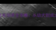11个月大公金毛饲养全攻略从幼犬到成犬的蜕变指南