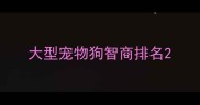 大型宠物狗智商排名