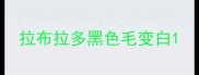 拉布拉多黑色毛变白