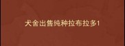 犬舍出售纯种拉布拉多