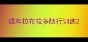 成年拉布拉多随行训练