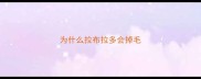 为什么拉布拉多会掉毛
