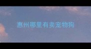 惠州哪里有卖宠物狗