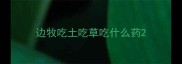 边牧吃土吃草吃什么药