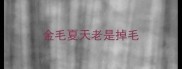 金毛夏天老是掉毛