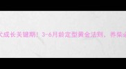 柴犬成长关键期3-6月龄定型黄金法则养柴必看