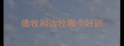 德牧和边牧哪个好训