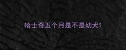 哈士奇五个月是不是幼犬