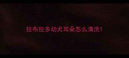 拉布拉多幼犬耳朵怎么清洗