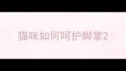 猫咪如何呵护脚掌
