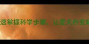 泰迪犬转圈训练全攻略快速掌握科学步骤让爱犬秒变旋转小星星附图解教程