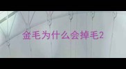金毛为什么会掉毛