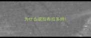 为什么说拉布拉多帅