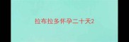 拉布拉多怀孕二十天