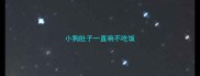 小狗肚子一直响不吃饭
