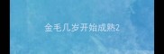 金毛几岁开始成熟