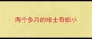两个多月的哈士奇细小