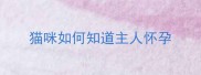 猫咪如何知道主人怀孕