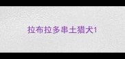 拉布拉多串土猎犬