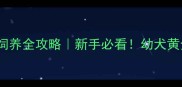 2个月杰克罗素梗饲养全攻略新手必看幼犬黄金期这样养更健康