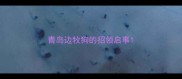 青岛边牧狗的招领启事