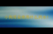 小狗耳朵痒用什么药水