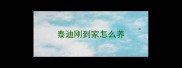 泰迪刚到家怎么养